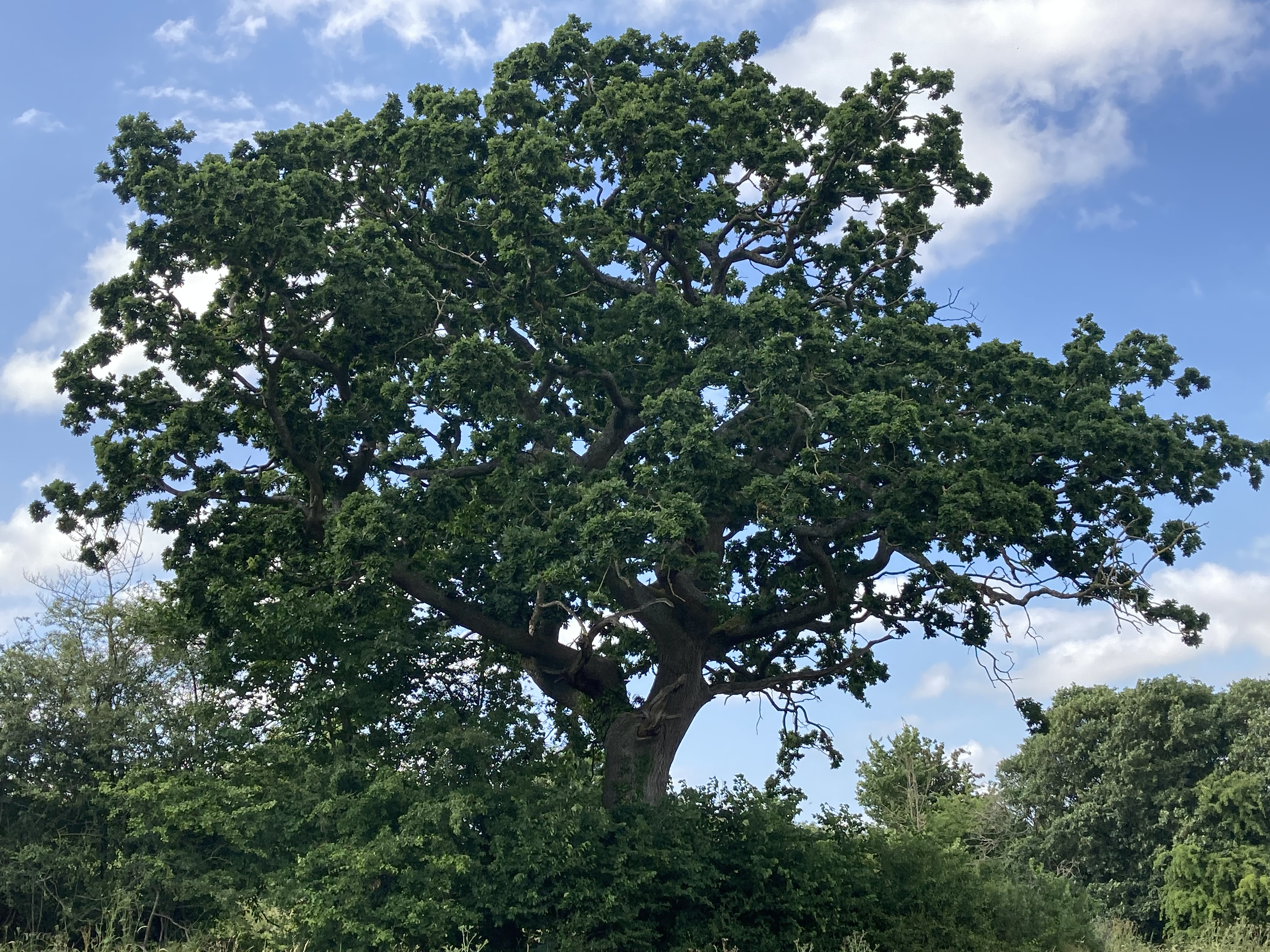 Oak tree